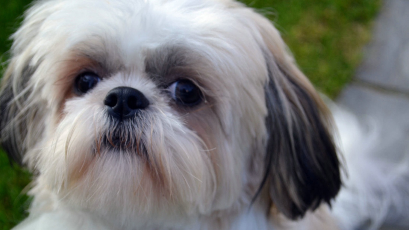 Морда белого шитцу