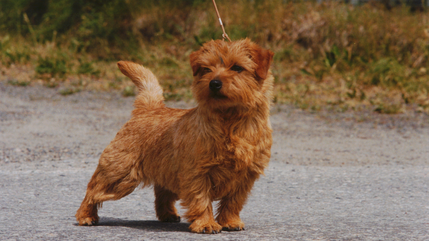 Норфолк терьер на прогулке