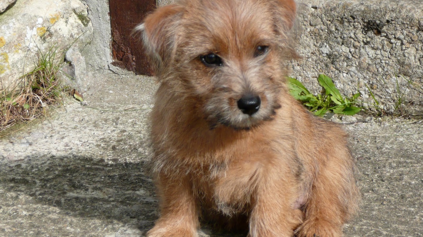 Щенок норфолк терьер