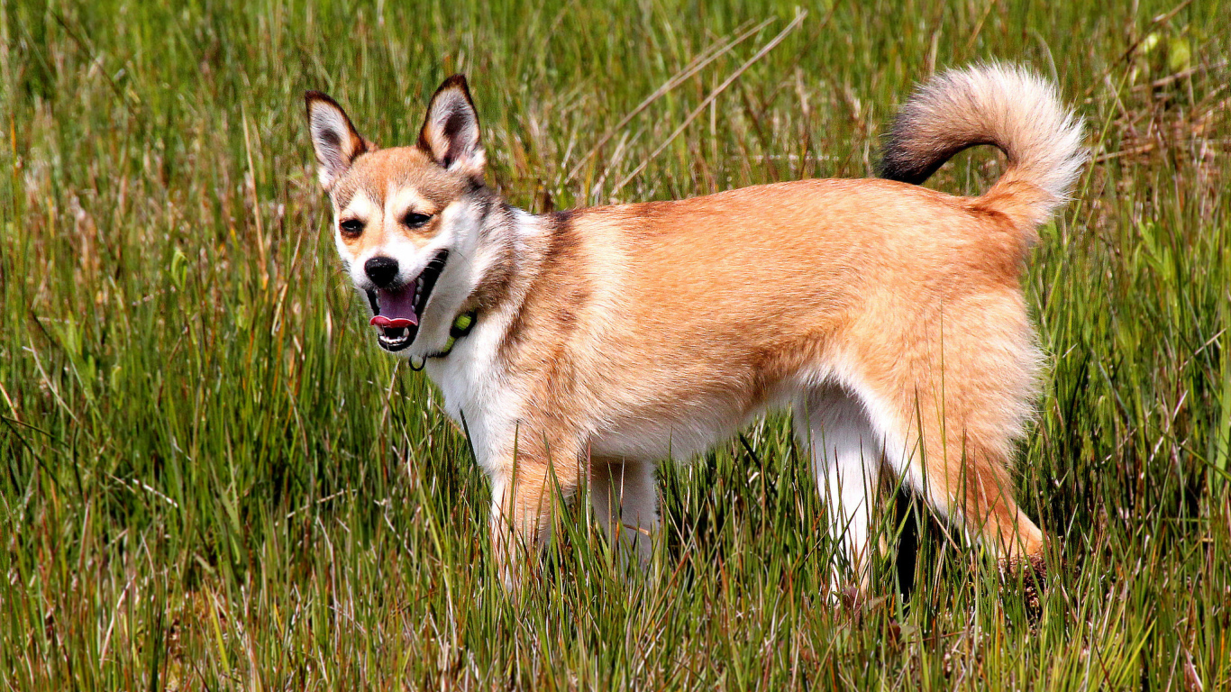 Норвежский лундехунд в траве