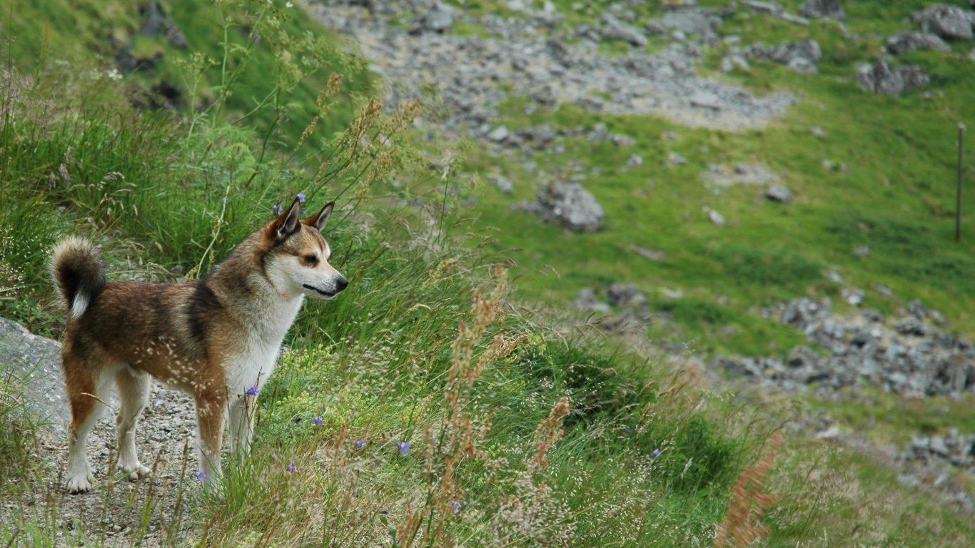 Норвежский лундехунд в горах