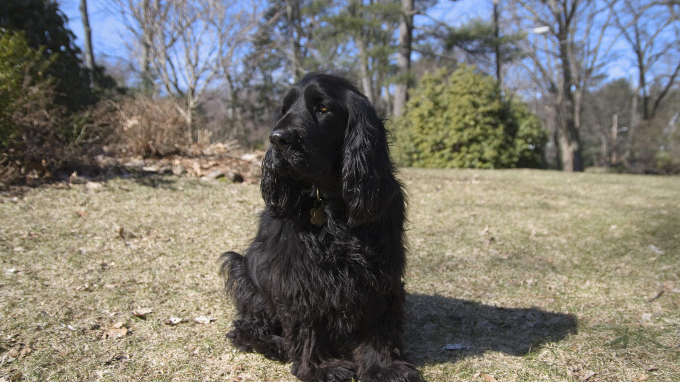 Старый спаниель в лесу