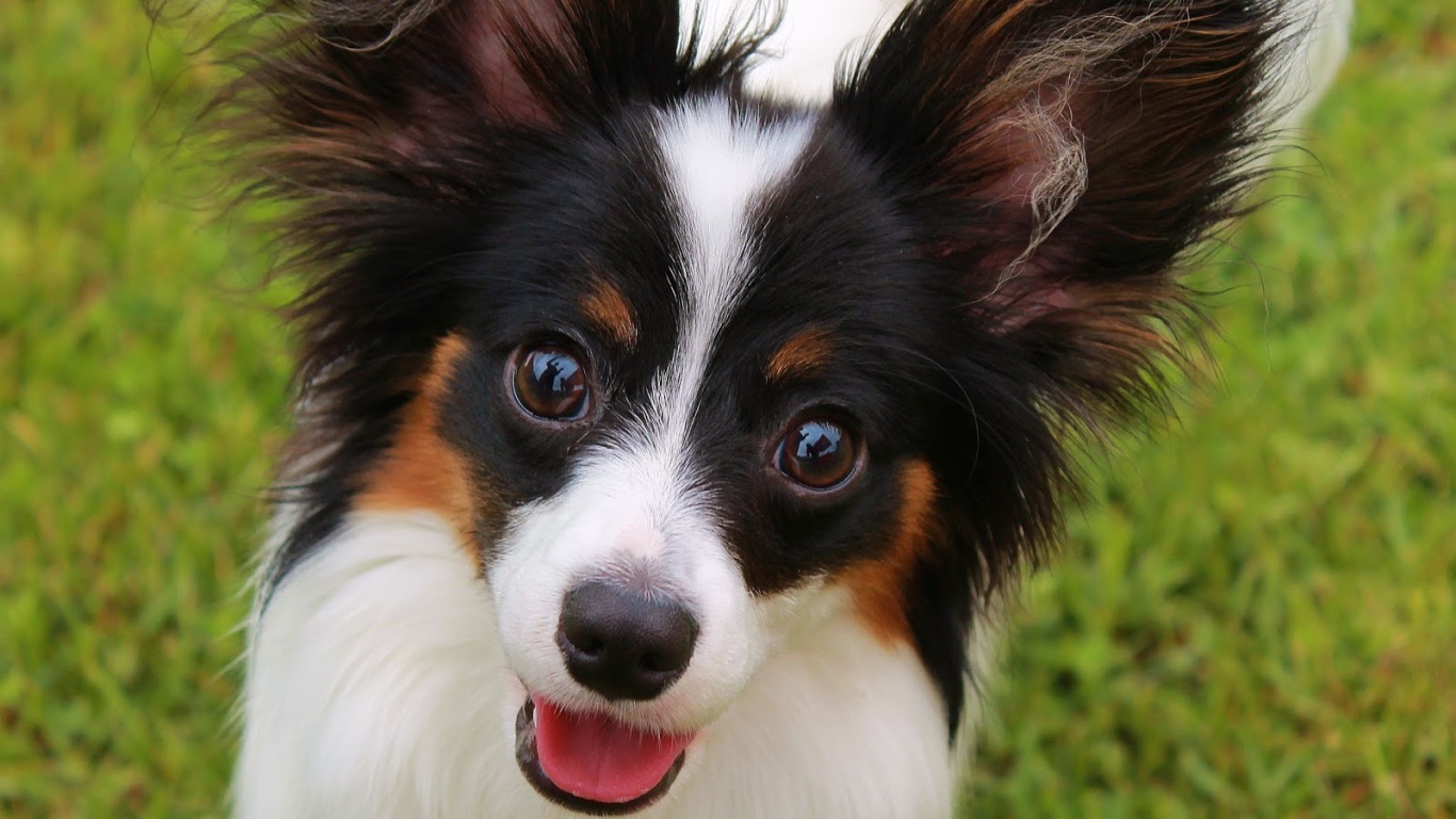 Папильон французская порода собак