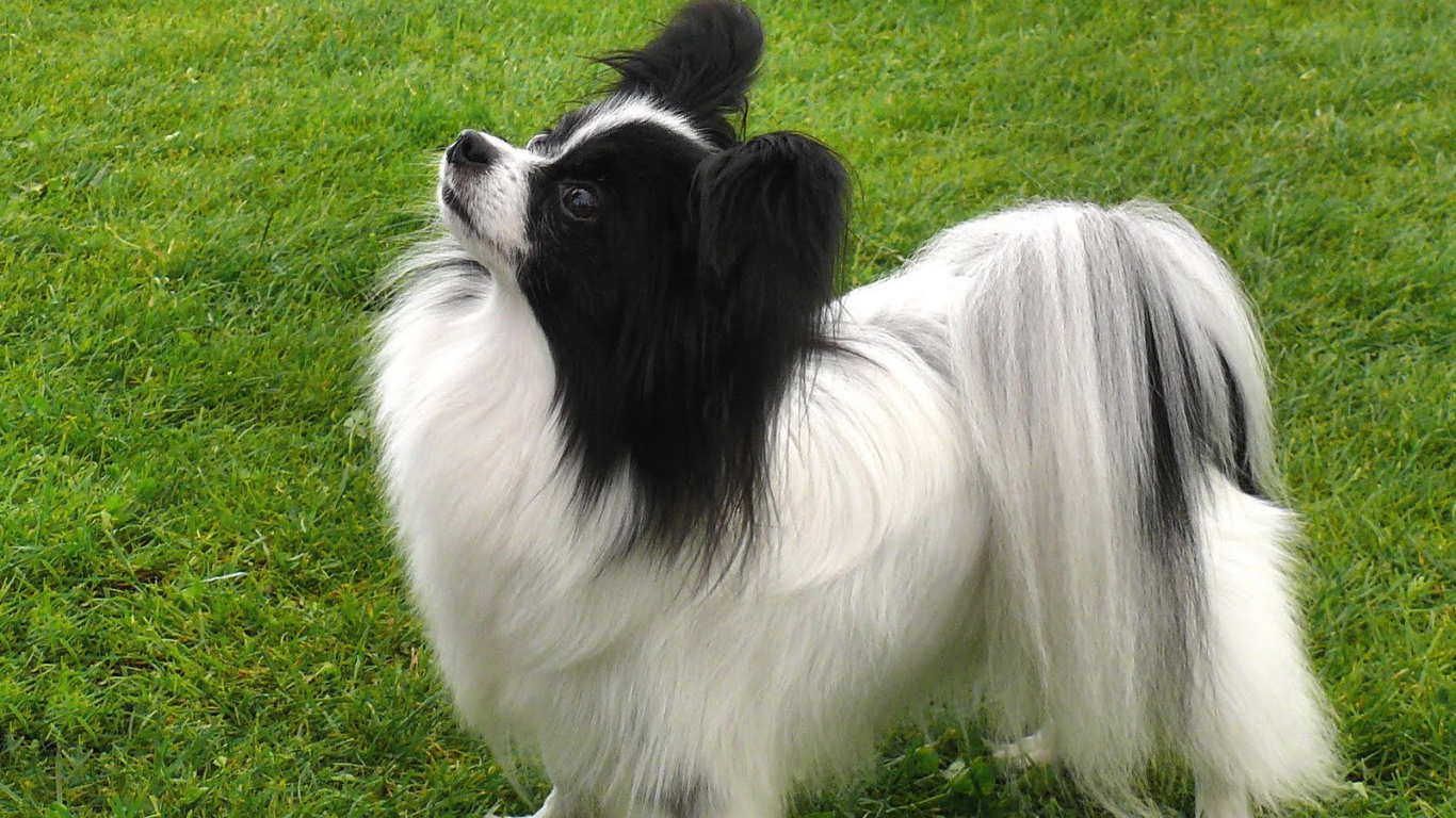 Папильон смотрит вверх