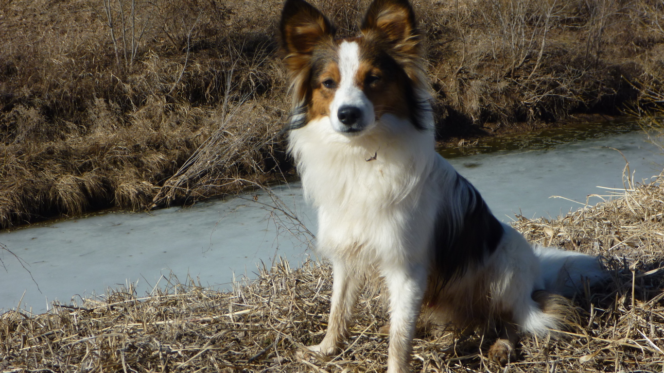 Папильон на берегу ручья
