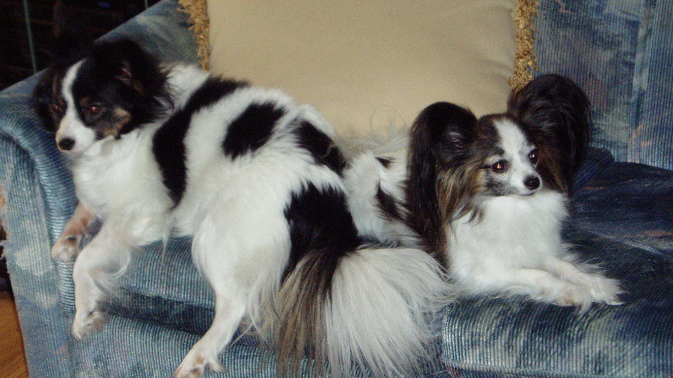 Пара папильонов на кресле