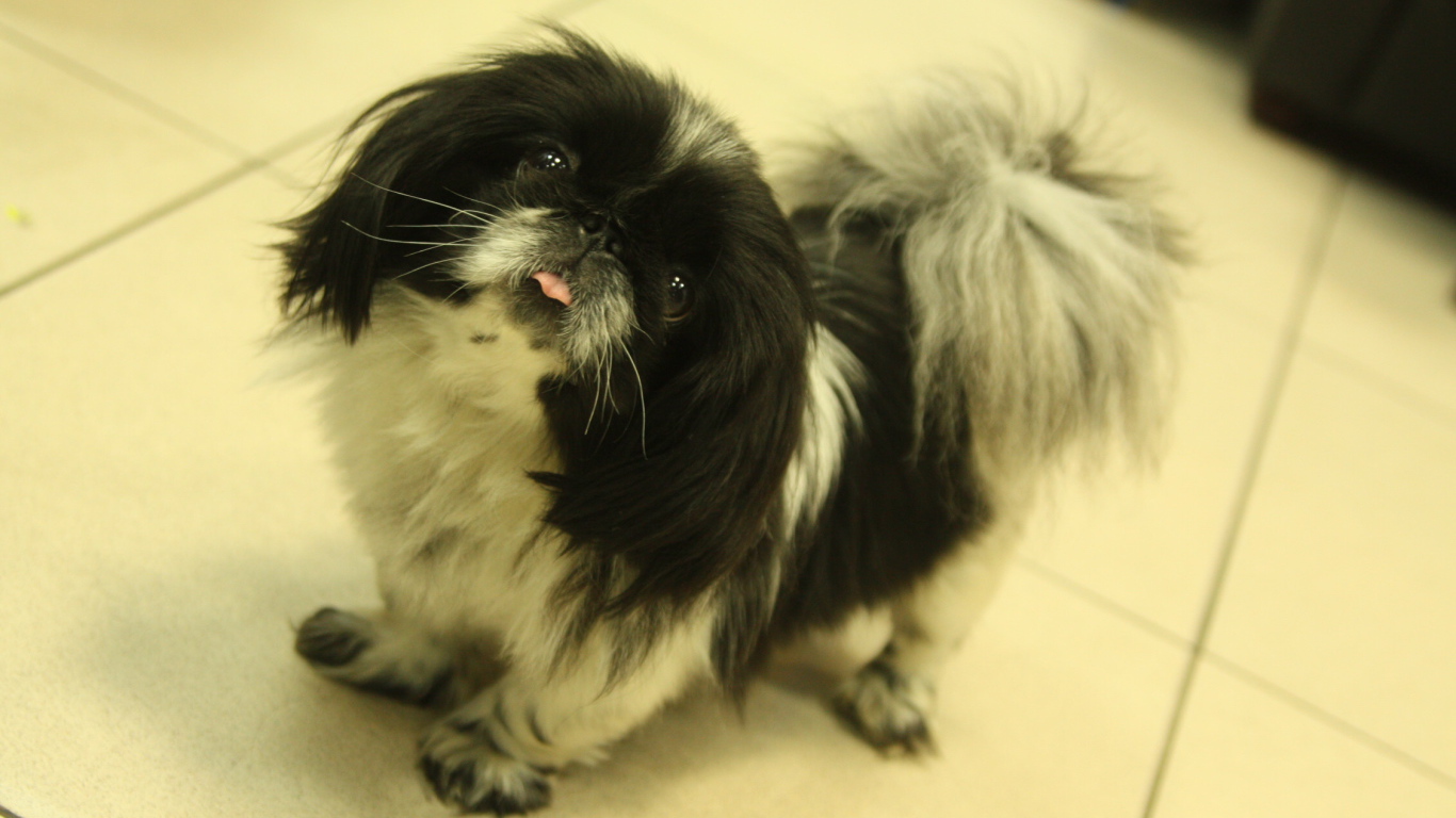 Пекинес стоит на полу