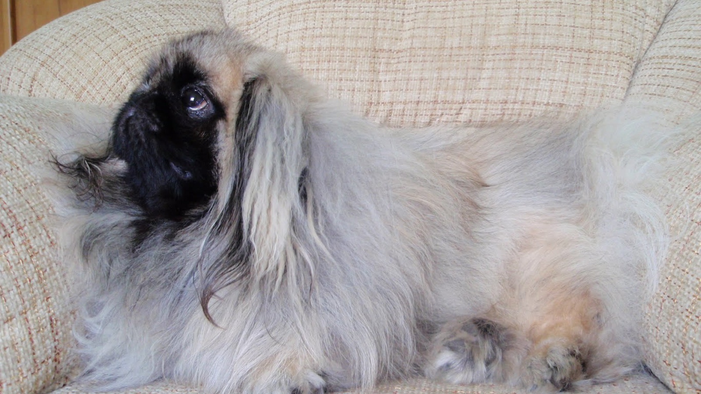 Пекинес лежит на кресле