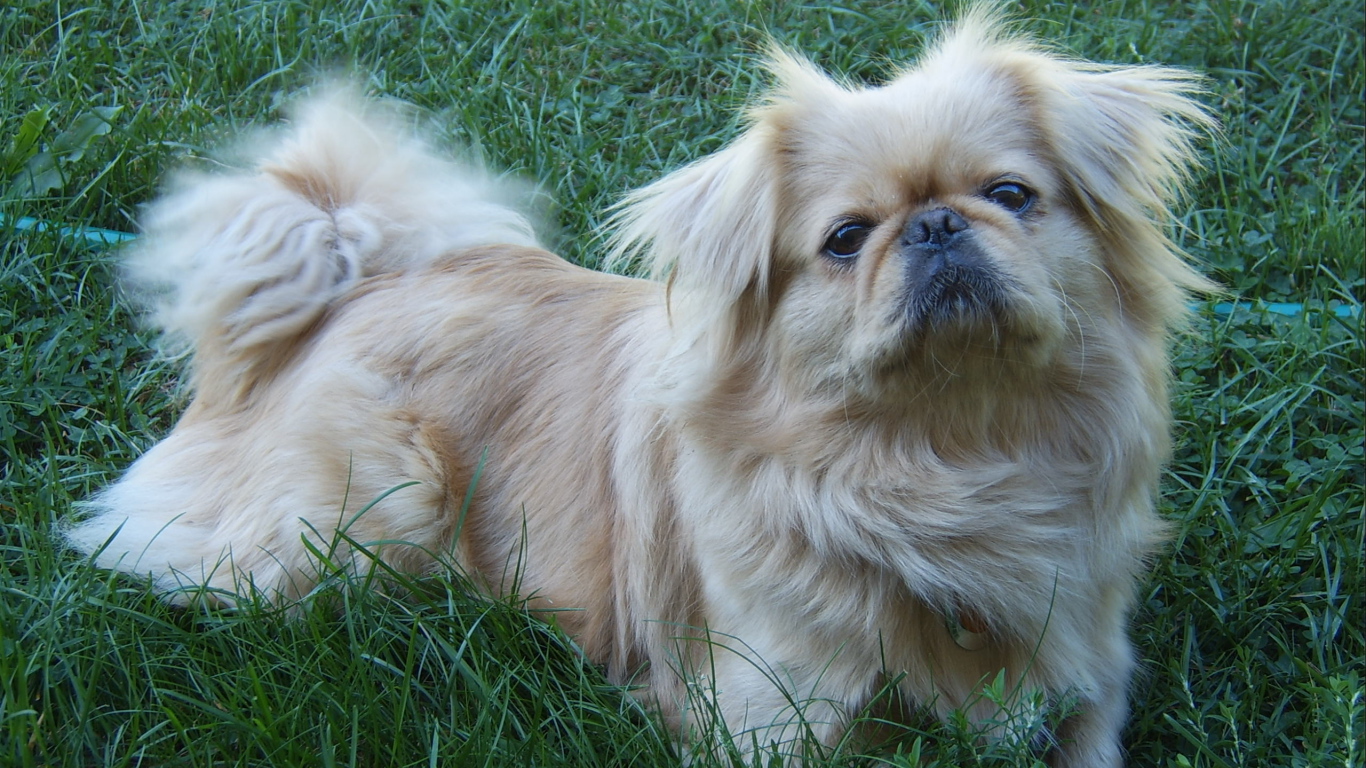 Пекинес лежит на траве