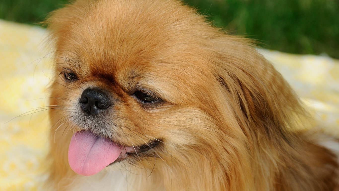 Пекинес с розовым языком