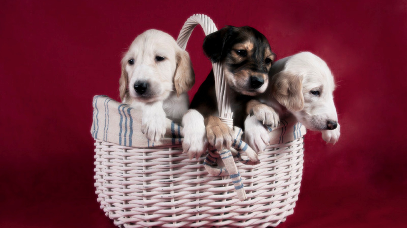 Щенки персидской борзой салюки