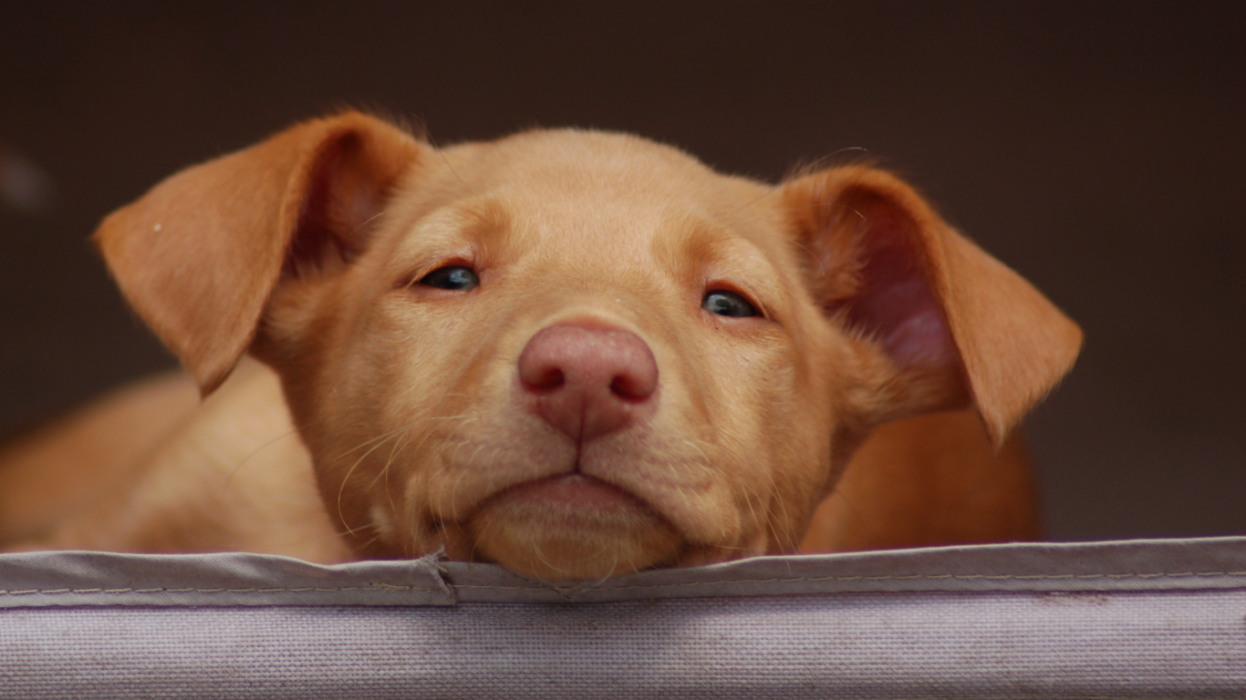 Щенок фараоновой собаки