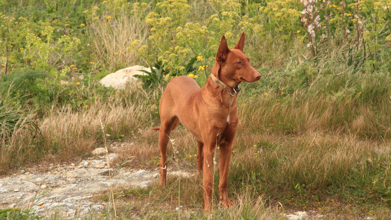Фараонова собака в траве