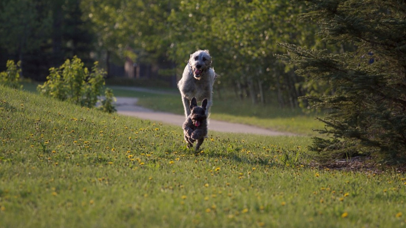 Игривый ирландский волкодав
