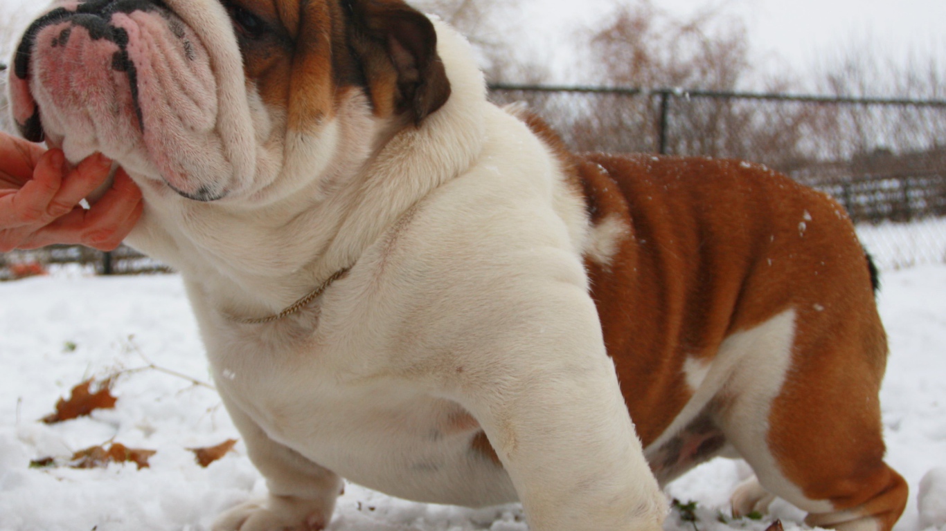 Довольный английский бульдог