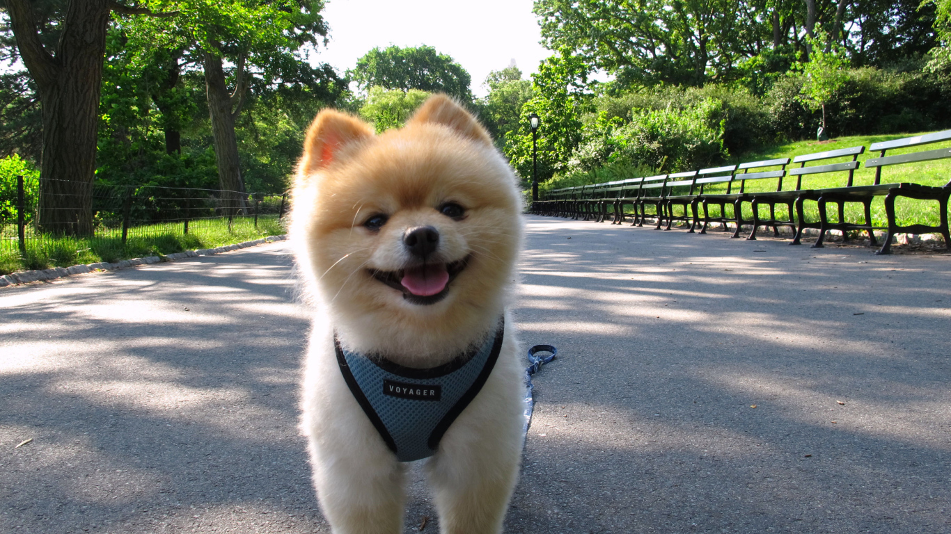 Померанский шпиц на прогулке