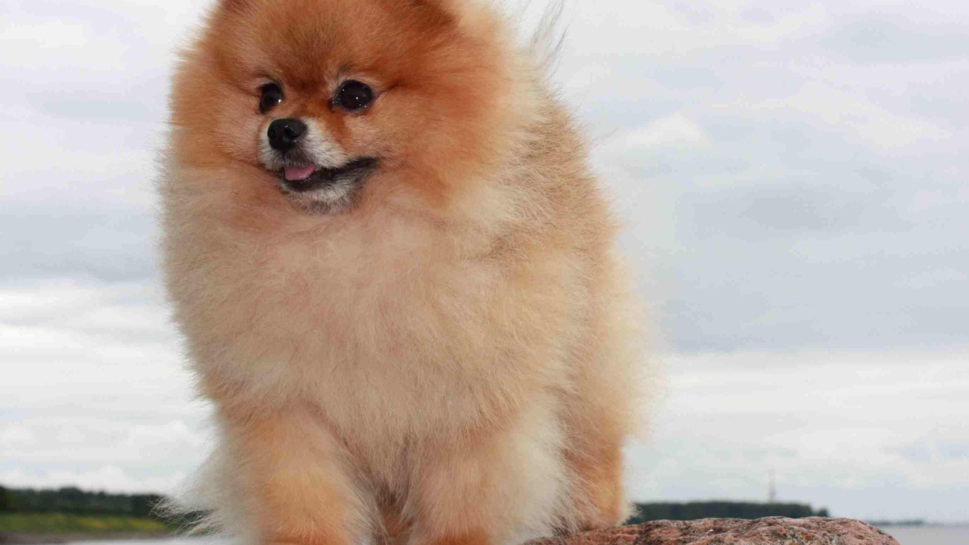 Померанский шпиц на камне