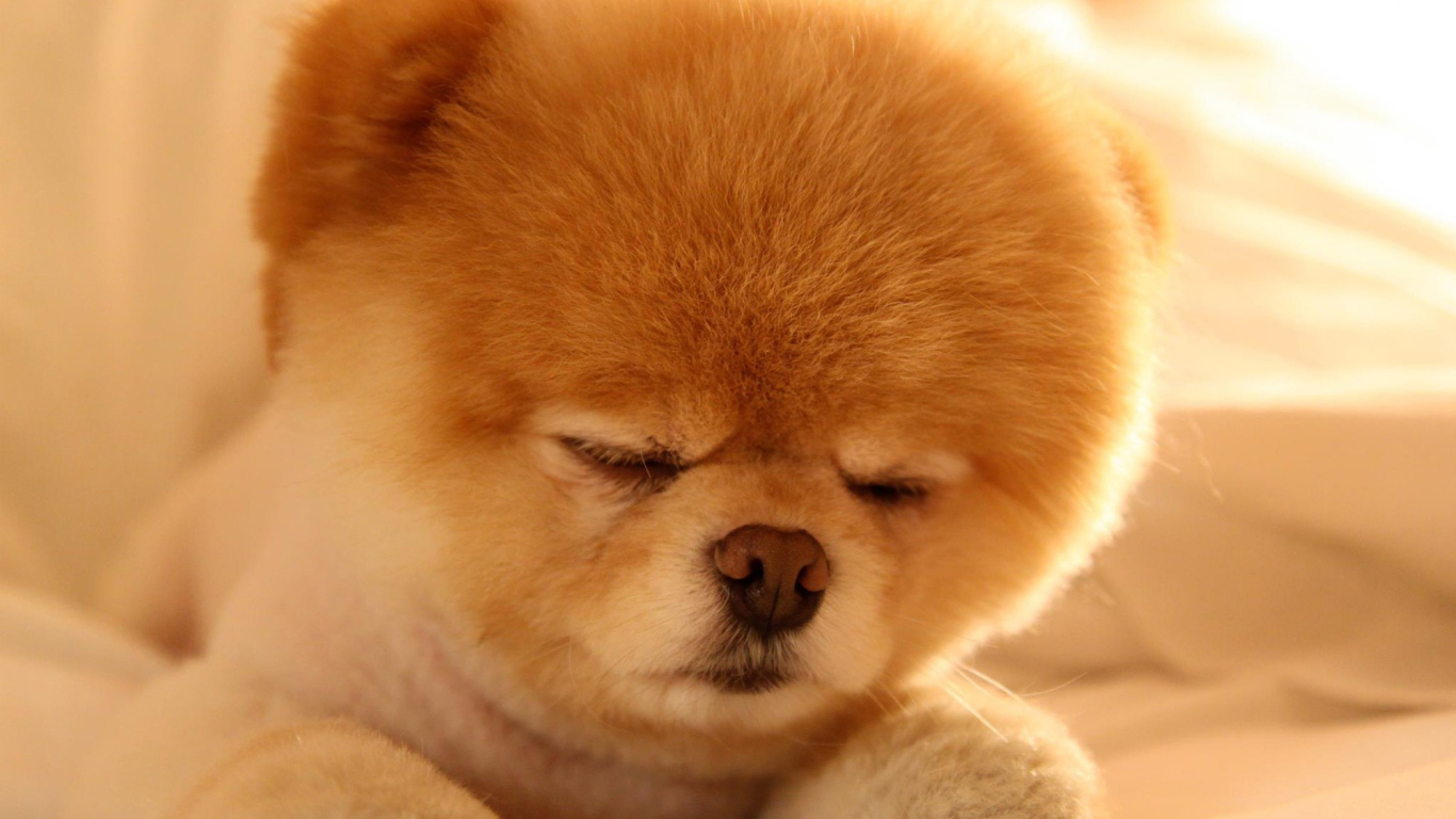 Померанский шпиц спит