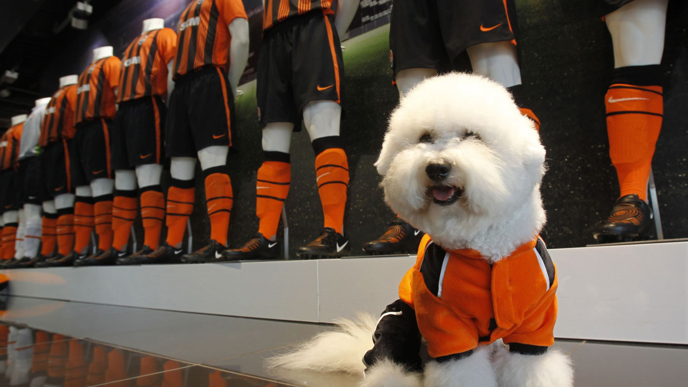 Пудель в спортивной форме