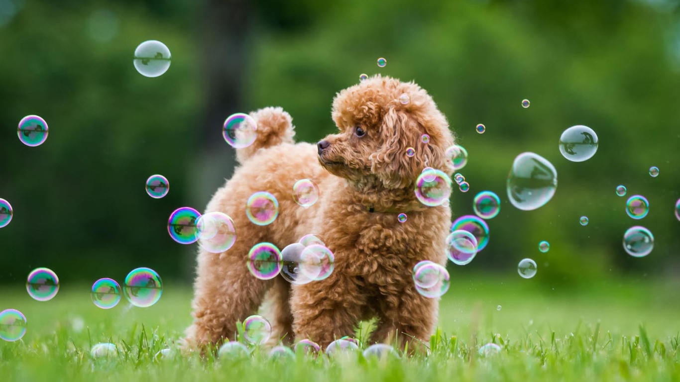Пудель среди мыльных пузырей