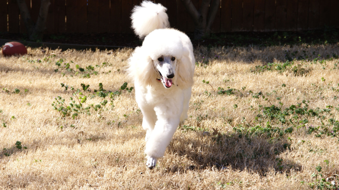 Пудель бежит по двору