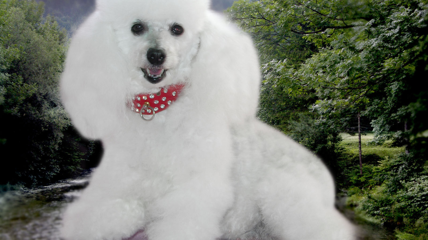 Пудель белое облачко