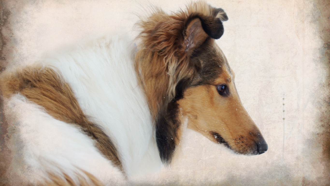 Портрет собаки колли