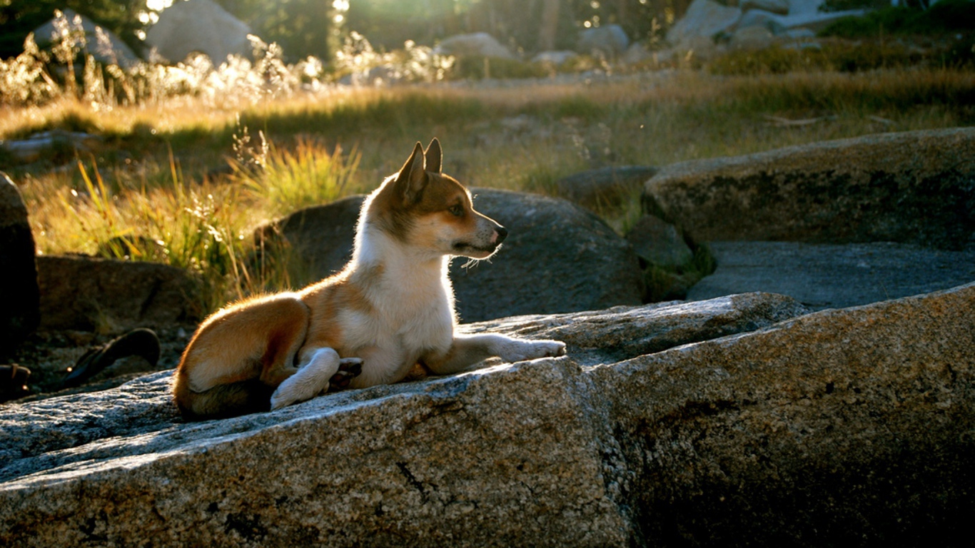 Гордый норвежский лундехунд