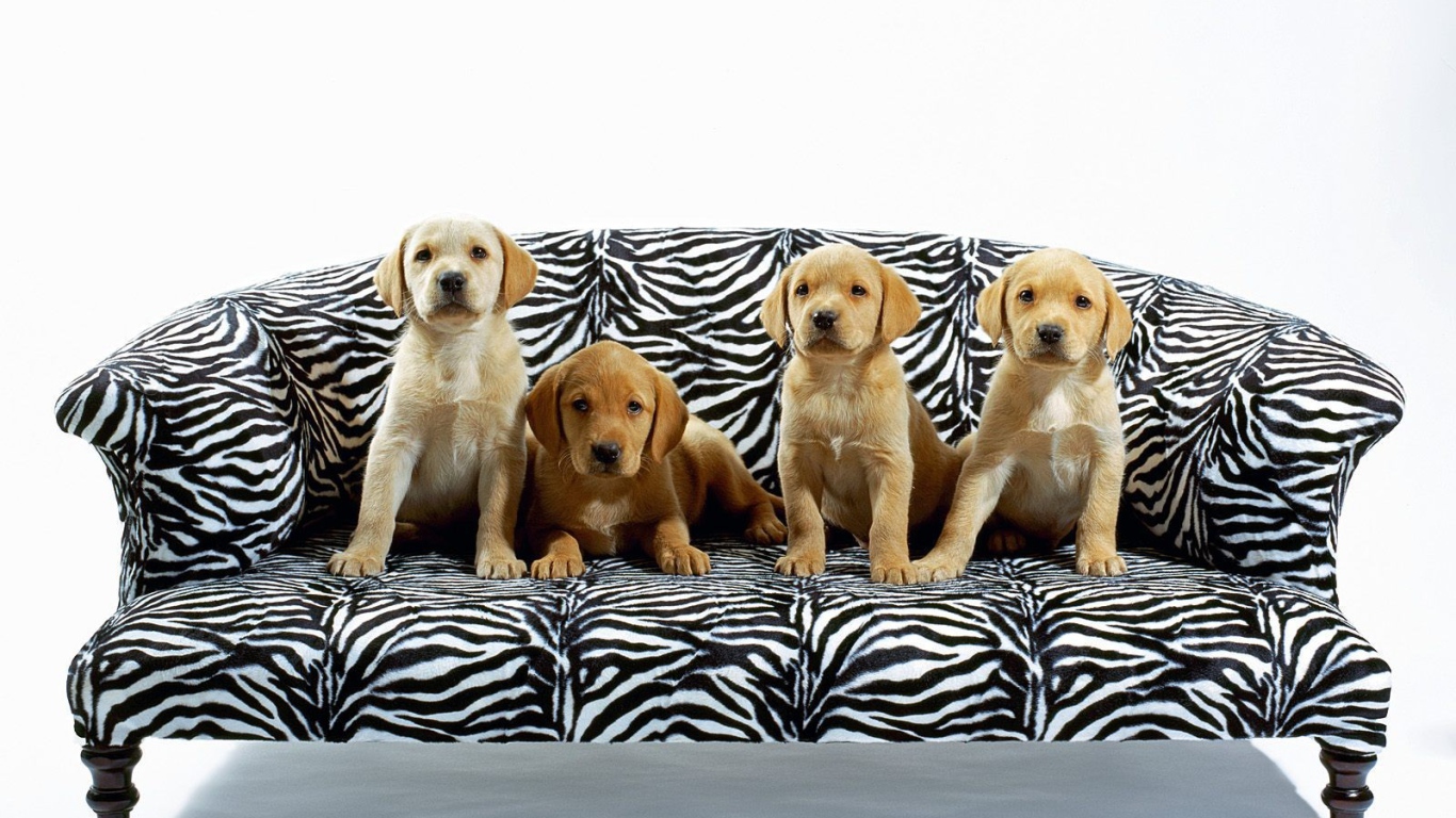Щенки на диване