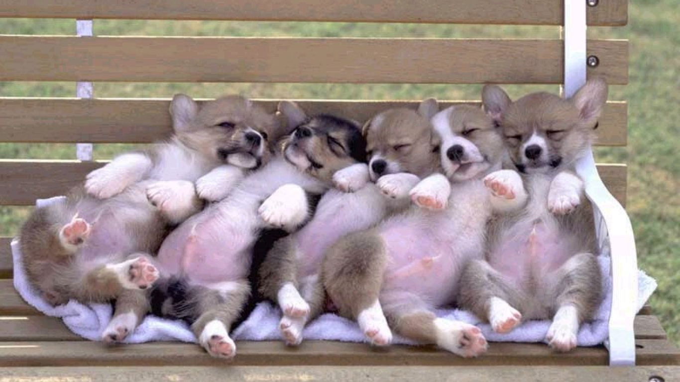 Щенки вельш-корги спят на лавке