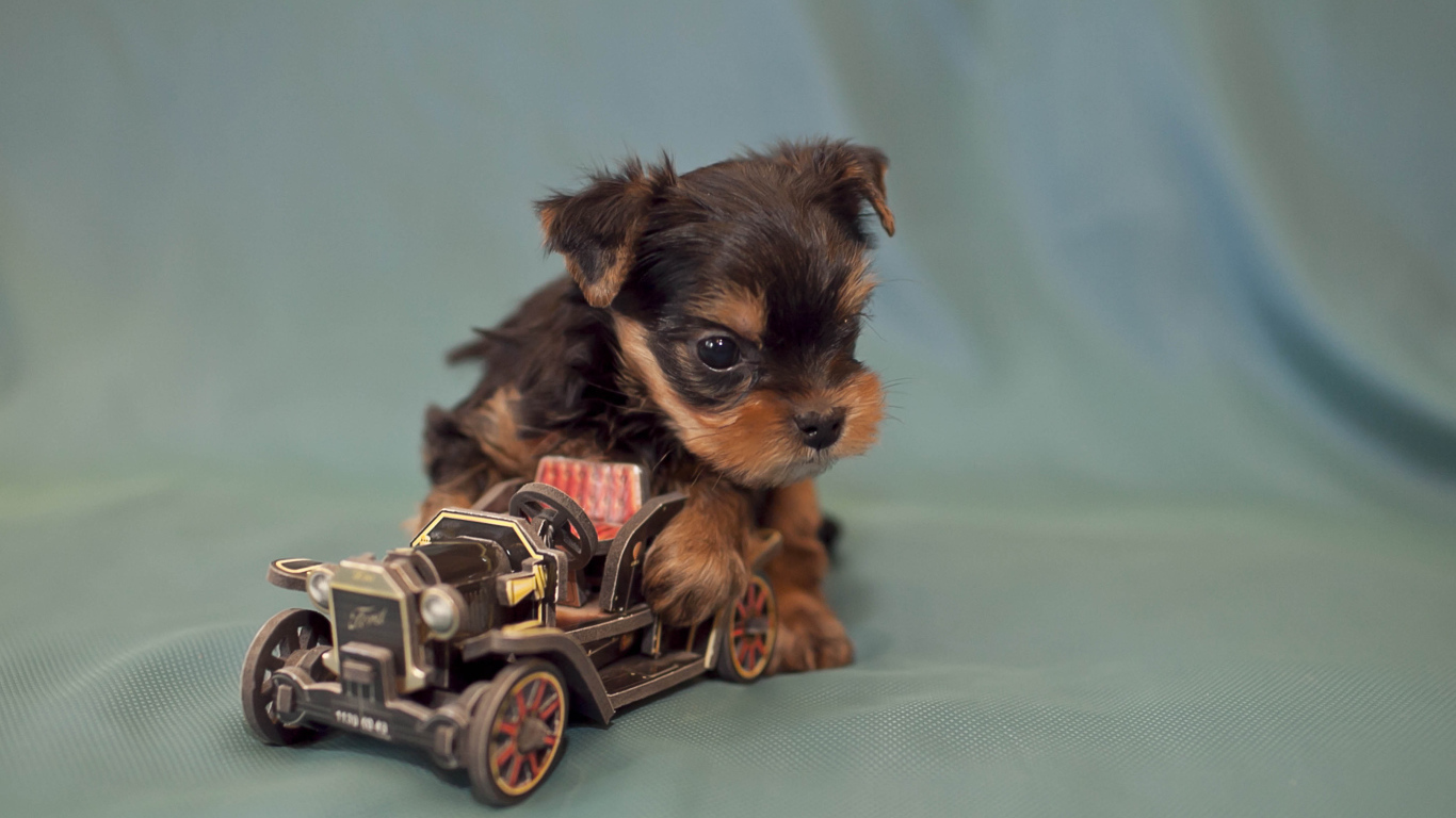 Щенок бивер йорк