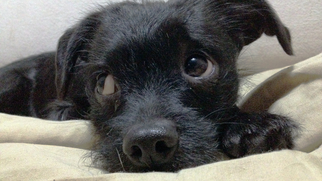 Щенок собаки аффенпинчер