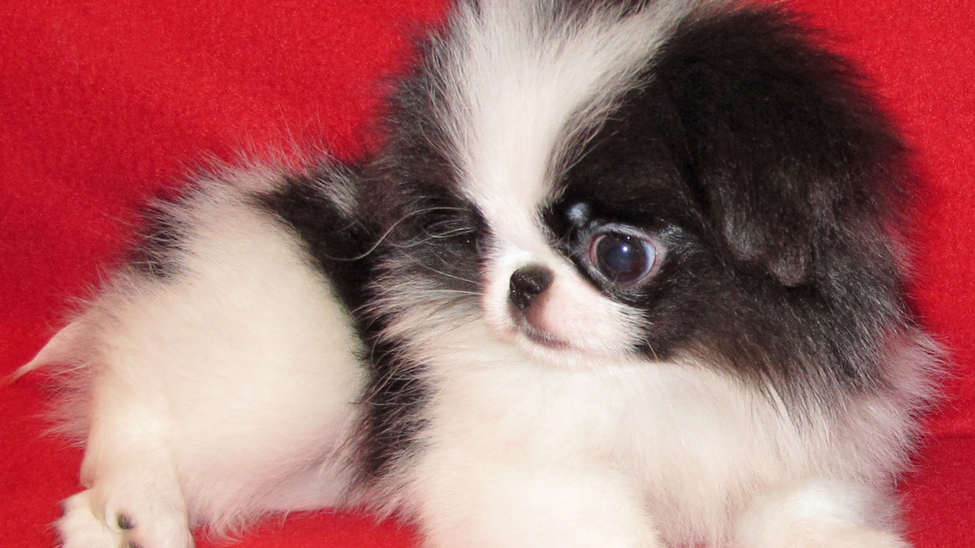 Щенок собаки японский хин