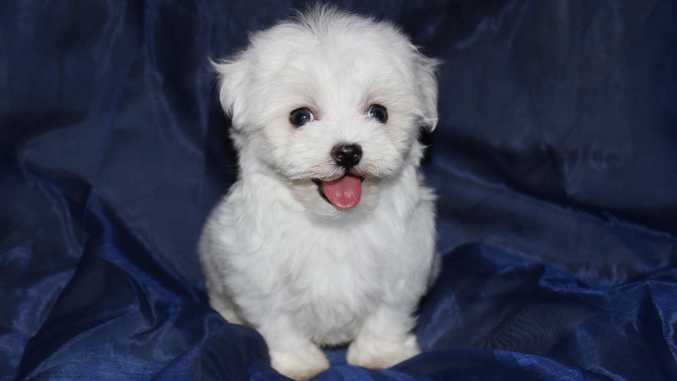 Щенок болонки на синем фоне