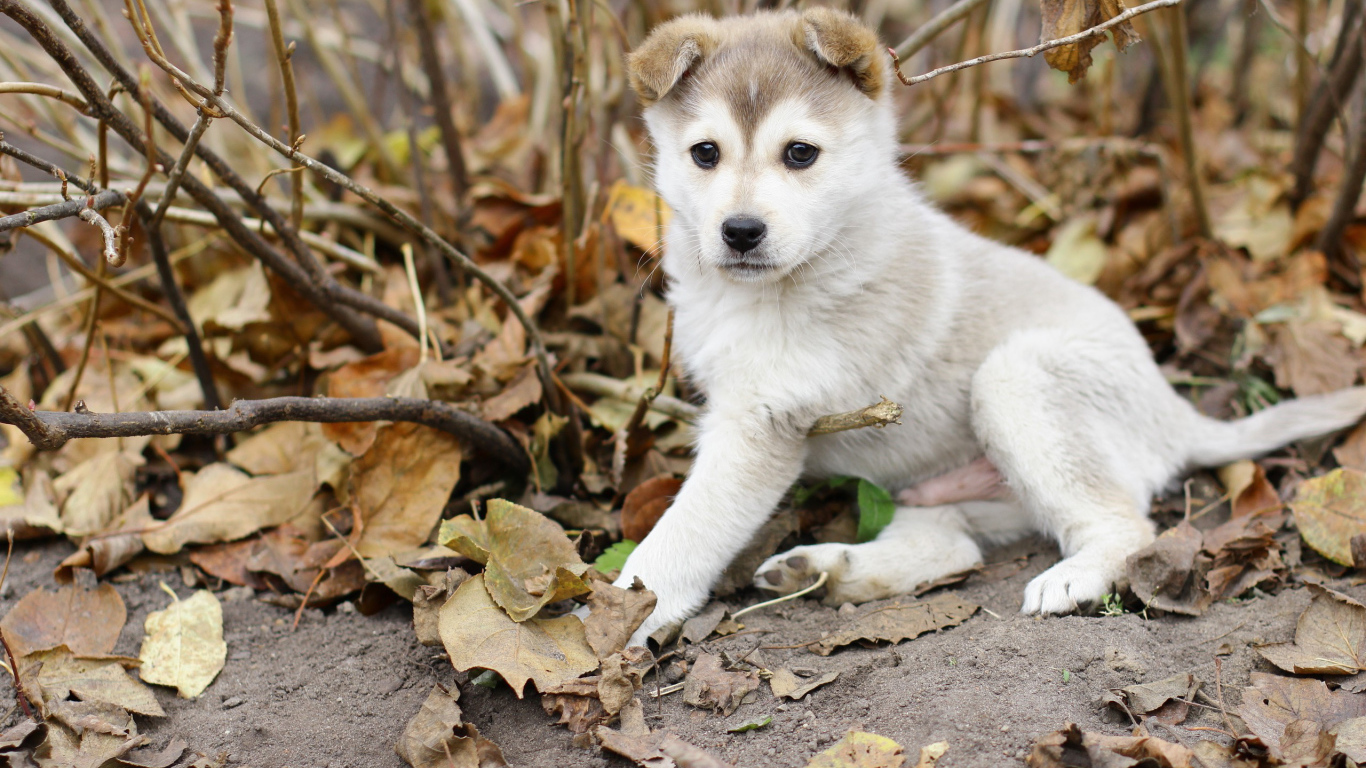 Щенок лайки