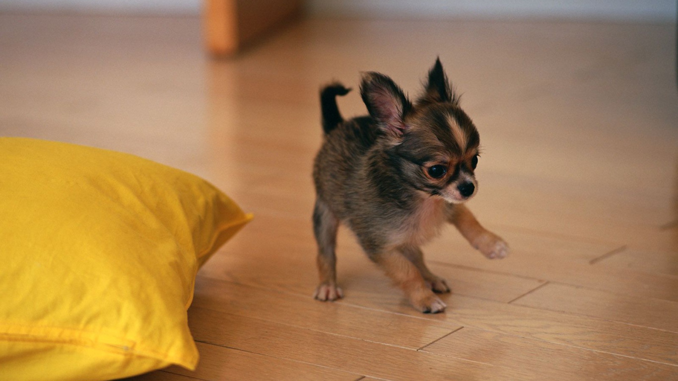 Щенок бегает по полу