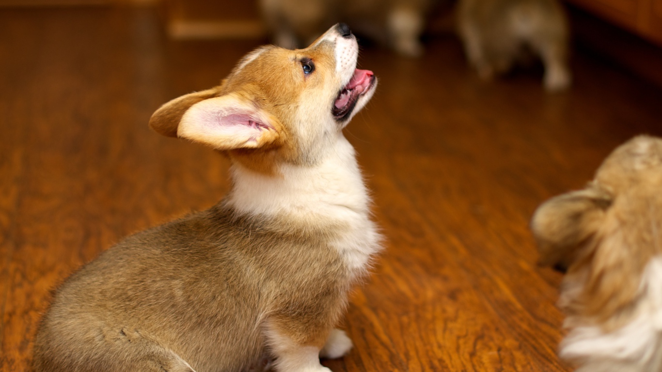 Щенок вельш-корги смотрит вверх