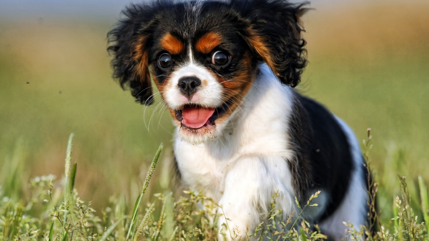 Щенок с пушистыми ушами