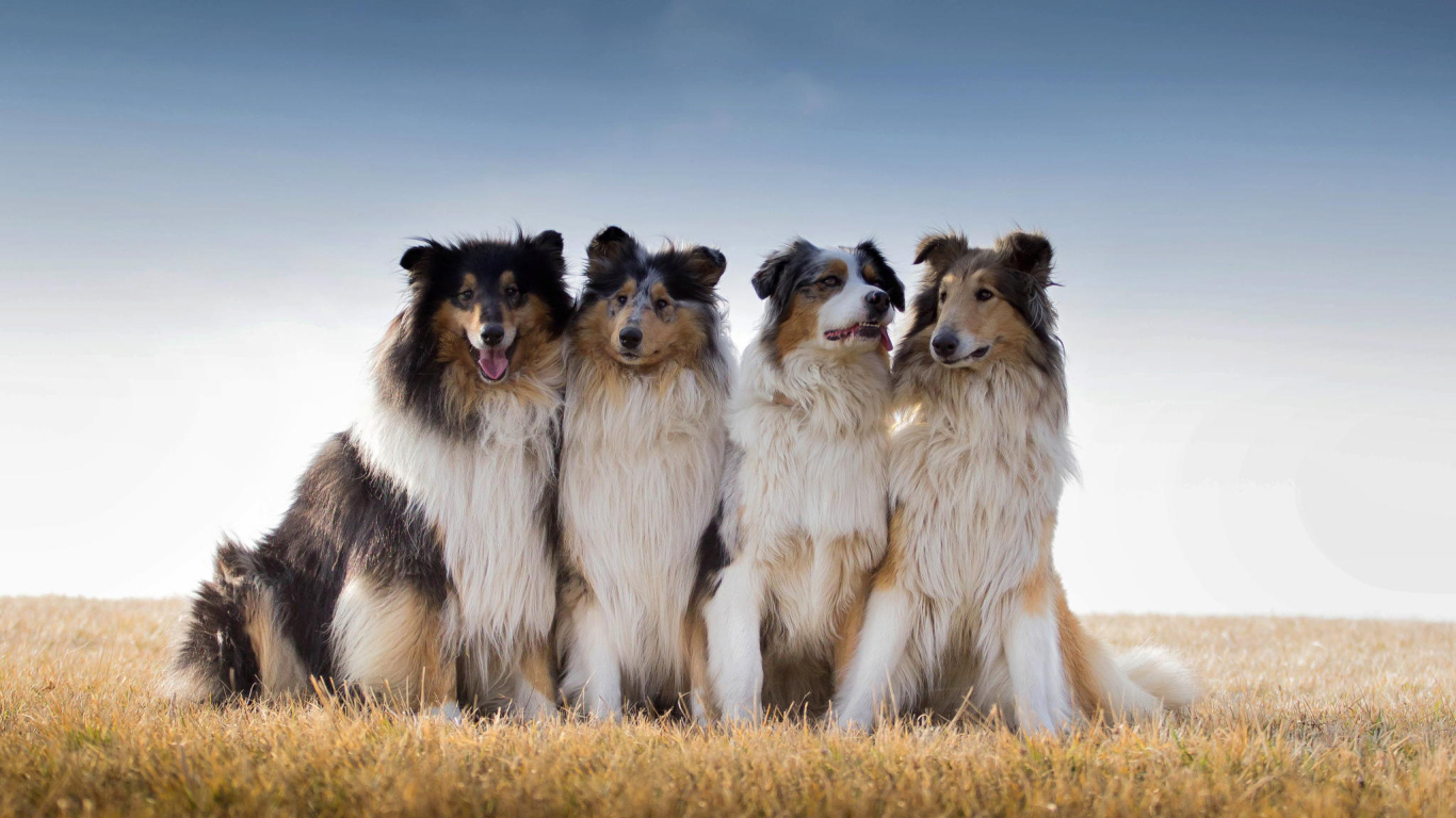 Квартет собак породы колли