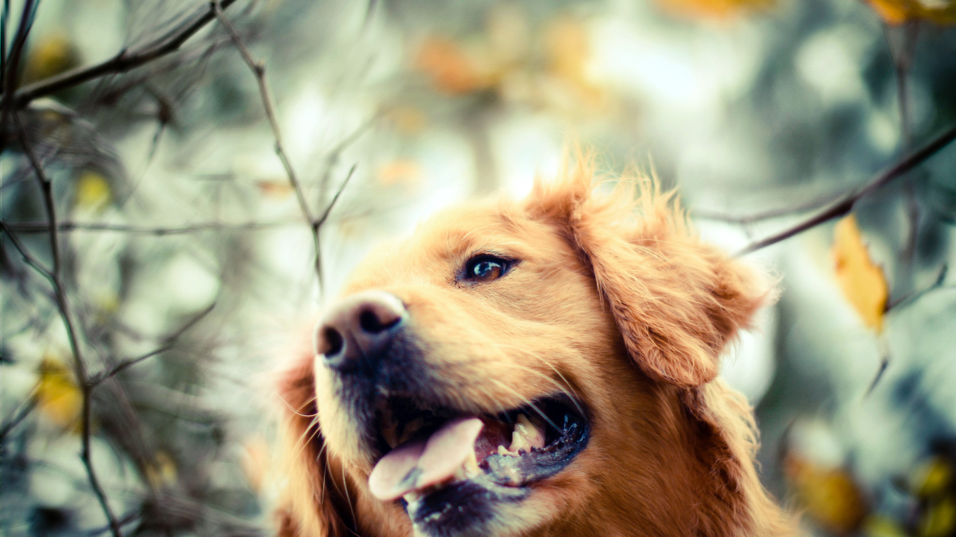 Ретривер в осеннем парке