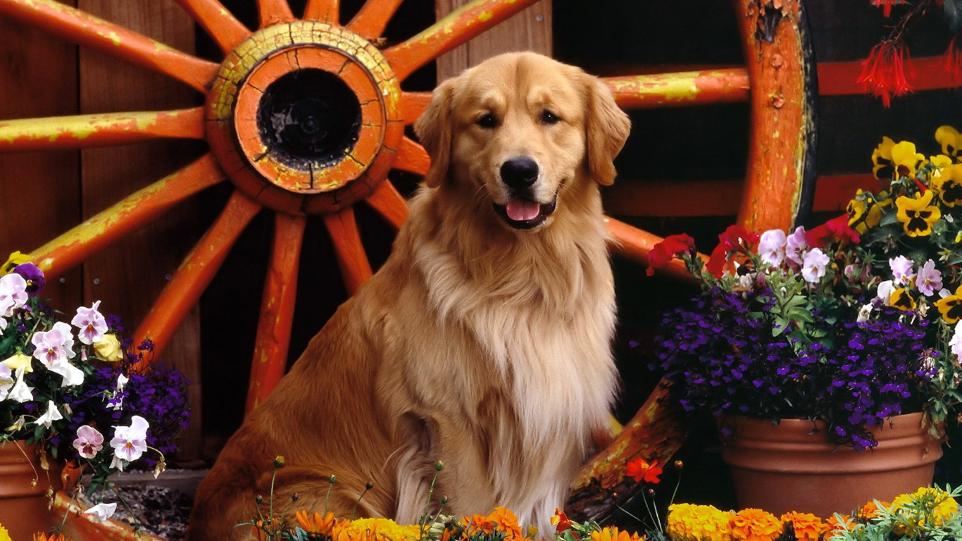 Ретривер возле колеса