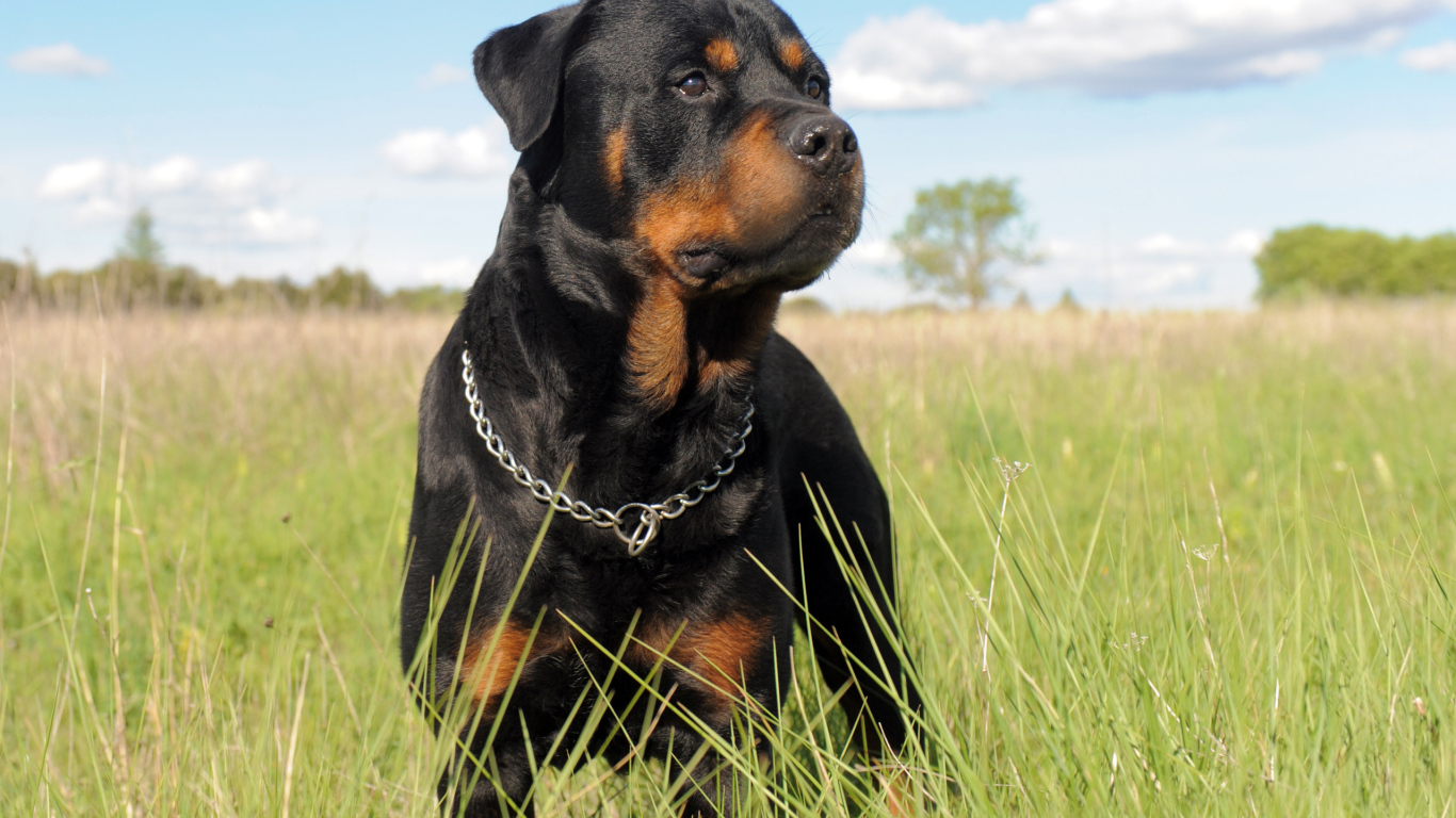 Ротвейлер в траве