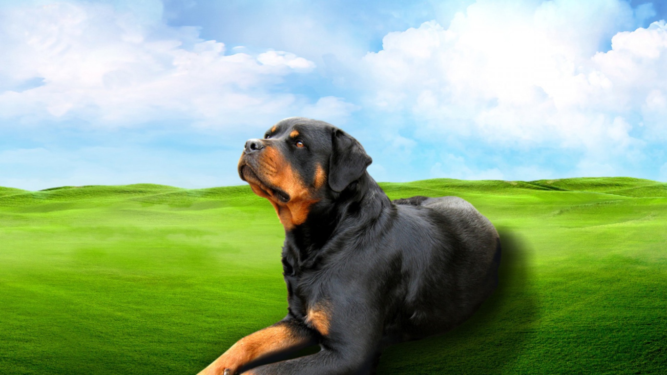 Ротвейлер на зеленом поле