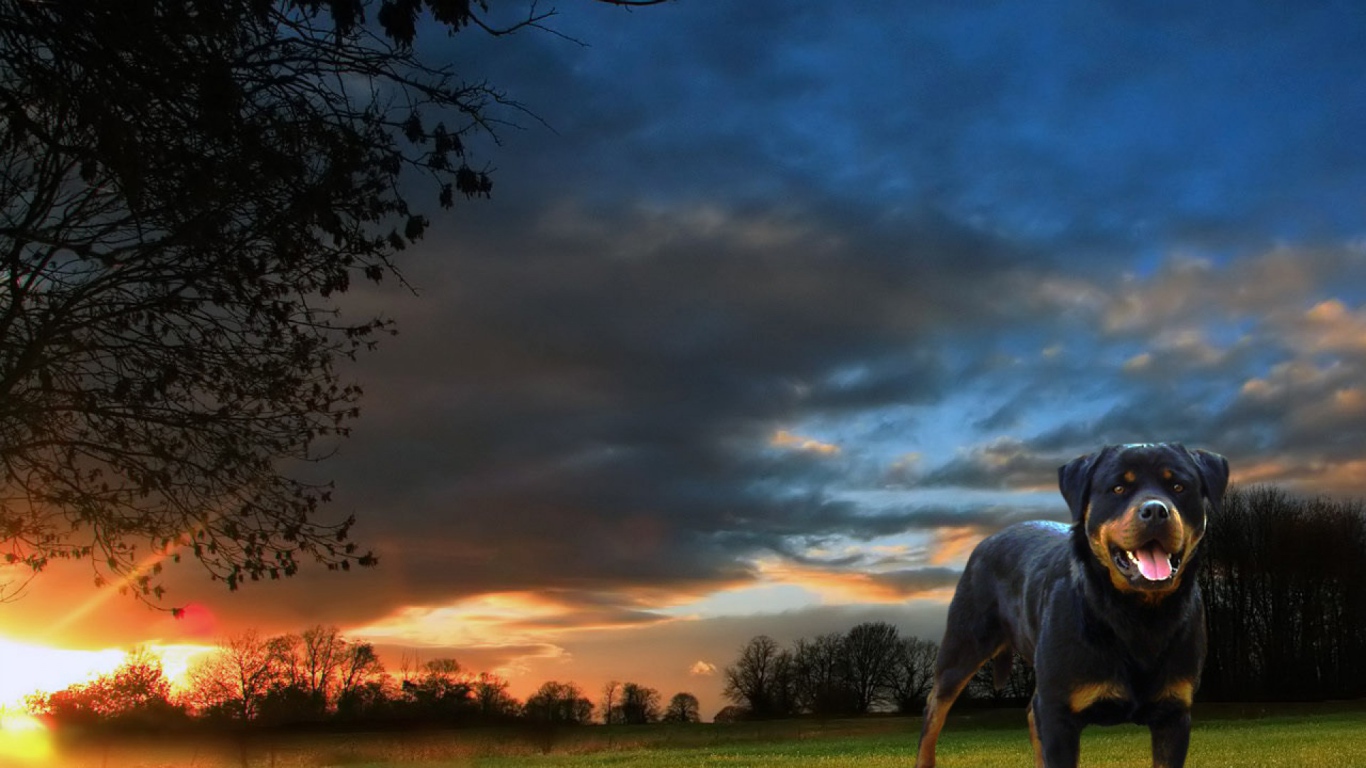 Ротвейлер на фоне заката