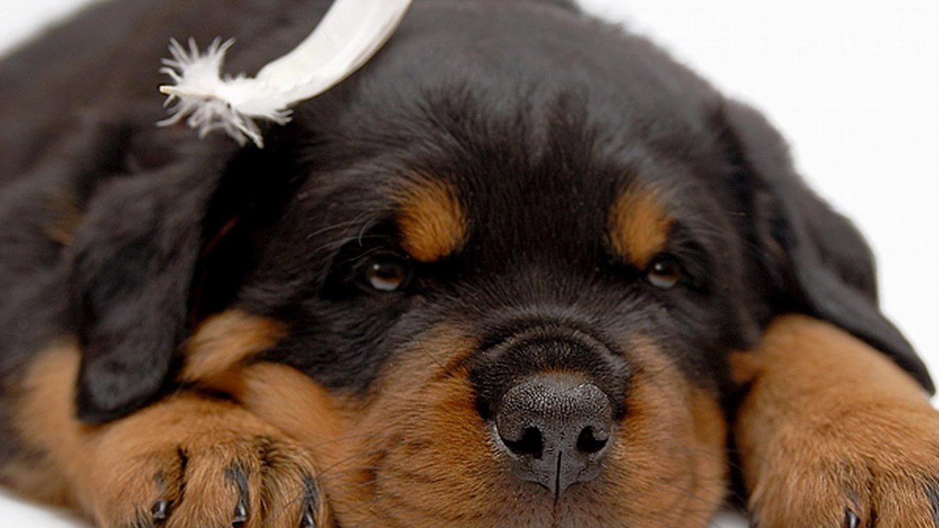 Щенок ротвейлера отдыхает