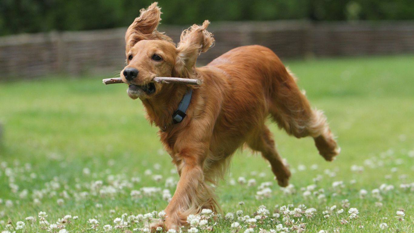 Бегущий английский спаниель