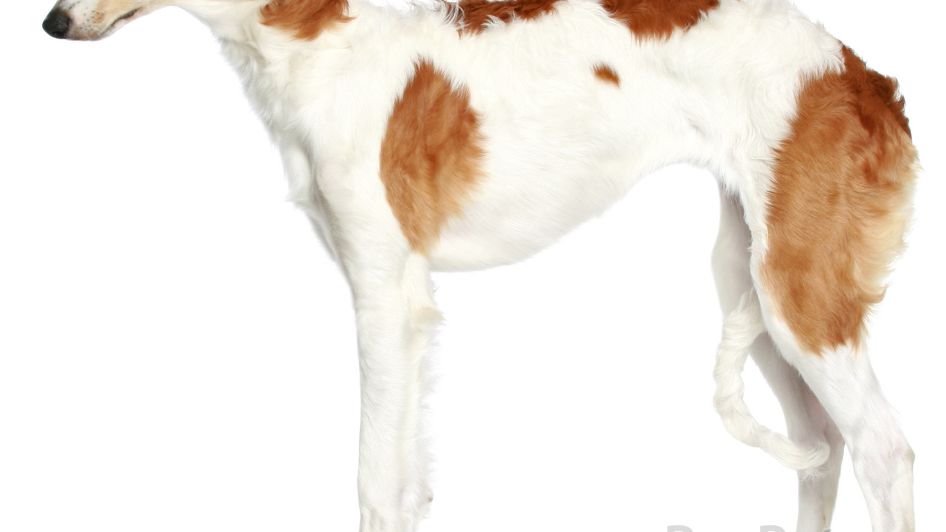 Русская псовая борзая