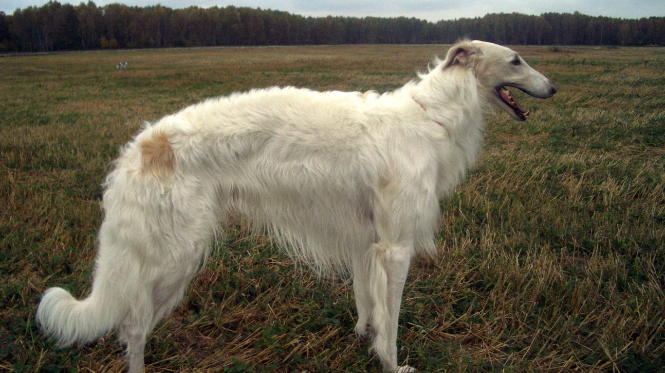 Русская борзая в поле