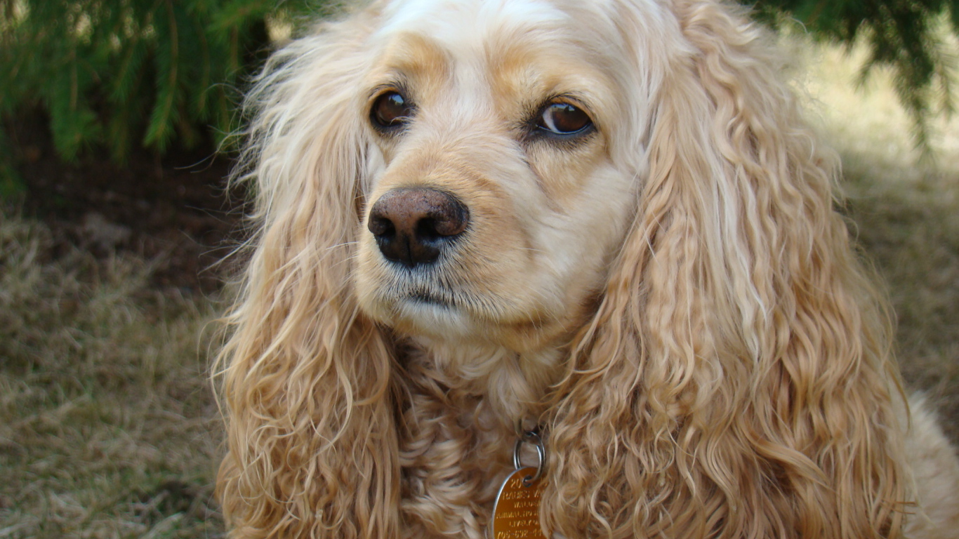 Грустный американский кокер спаниель