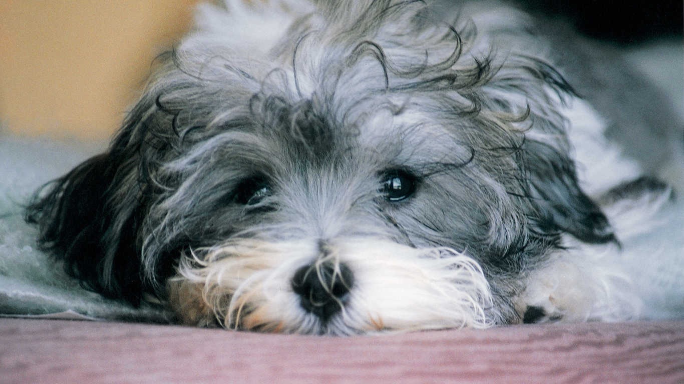 Грустная русская болонка